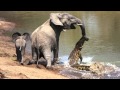 The moment a brave elephant mum shakes a vicious crocodile off her trunk
