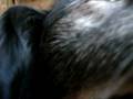 A Dog with rabies