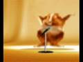videos de hamster dance.WMV