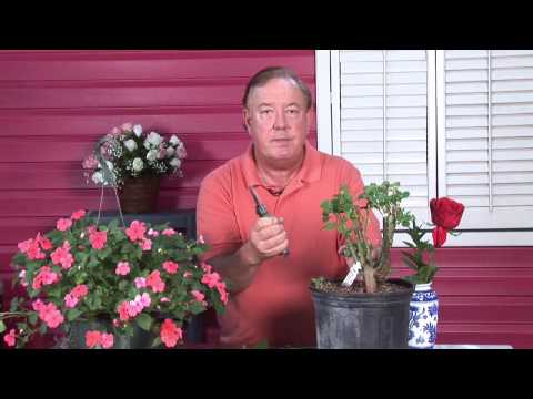 how to prune and replant roses