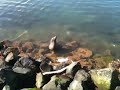Sammy the seal sitting on the sea shore in Portland victoria