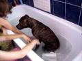 bath time for bollo