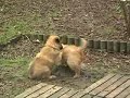 Chiots Bergers belges Tervueren le 22 12 08 Chiots Bergers belges Tervueren le 22 12 08