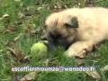Chiots Bergers belges Tervueren le 22 12 08