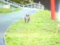 videos de Wellington 2000 Sess Dog