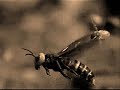 Hive (by Raskolnikov's Dream)