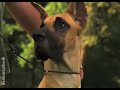 Puppy Training Video - Show Time (Episode 12)