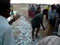 fishing in chirala, a.p.