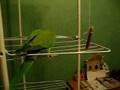 Kiwi se promène.