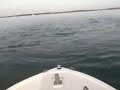Dolphins