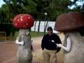 Setas alucinogenas en el parque grande