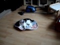 Cat pictures 020