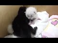 Click here to watch this video 知人が保護した子猫ちゃん、その1