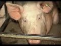 live-animal-exports.html