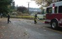 Tree Falls Down in October 18, 2007 Seattle Windstorm