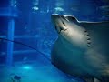Aquarium d\