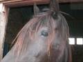 fly high photography - equine of mine