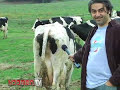 The truth about cow poop. The truth about cow poop.