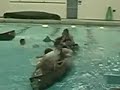 Western Illinois University Intramural Battleship