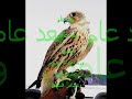 خليني معاك رامي عياش.wmv