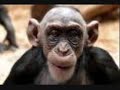 retarded monkeys.wmv