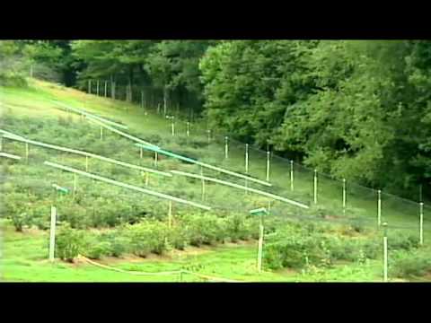 how to grow blueberries in wv