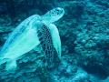 seaturtle in Zamami (Kerama) in Okinawa seaturtle in Zamami (Kerama) in Okinawa