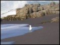 SIEMBRA NUEVA - canción