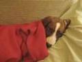 Pumpkin the Drever - All Tucked In