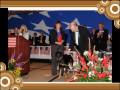 Doberman Pinscher Centennial Celebration Doberman Pinscher Centennial Celebration