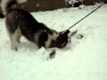 Siberian Husky Melo playing with stick in snow storm