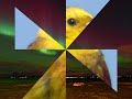 ARay Phillips & Zalatnay Sarolta - Little bird.WMV ARay Phillips & Zalatnay Sarolta - Little bird.WMV