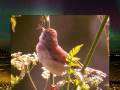 videos de ARay Phillips & Zalatnay Sarolta - Little bird.WMV