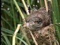 Attenborough - Cuckoo Duck Attenborough - Cuckoo Duck