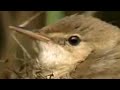 Nature of the cuckoo duck - David Attenborough - BBC wildlife