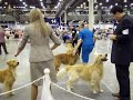 Reliant Park World Series of Dog Shows