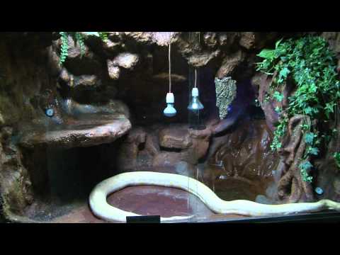 YouTube reptile video