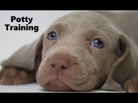 how to train weimaraner