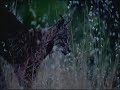 lince ibérico - Luis Miguel Domínguez Avatar