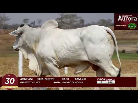 4� De Olho na Fazenda - NELORE AURORA participa��o Chico Paulic�ia