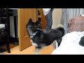 柴犬さんと遊んでみました♪