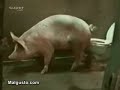 PORCO...poucoporco..