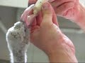 Baby Flamingo