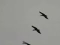 Bald Ibis