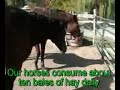 Special Delivery: Hay Bale-Out