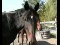 videos de Special Delivery: Hay Bale-Out