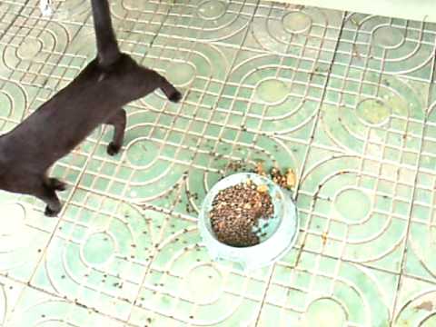 how to harvest papaya seeds