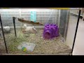 chinchilla parkour