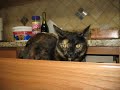 Demona our Tortie.... Mission Impawsible ! Demona our Tortie.... Mission Impawsible !