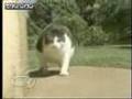 Unique Cat